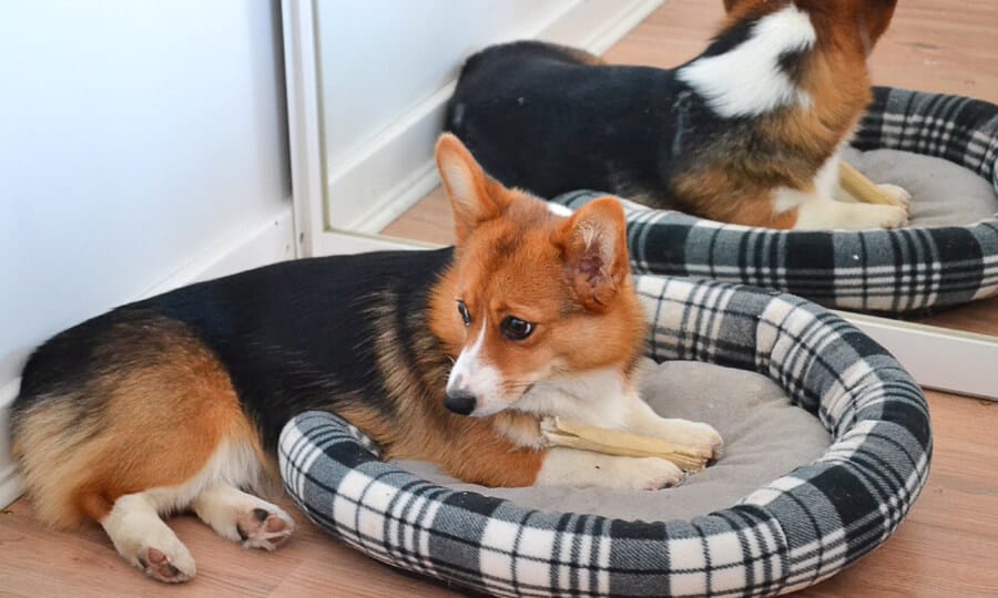 cachorro roendo osso em sua caminha em frente a um espelho