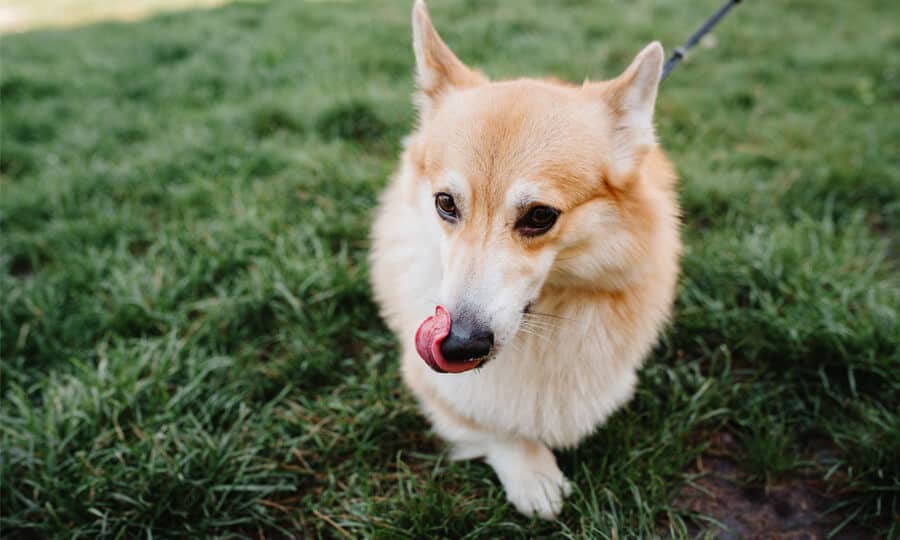 cachorro de pelo claro lambendo os beiços sentado em um gramado