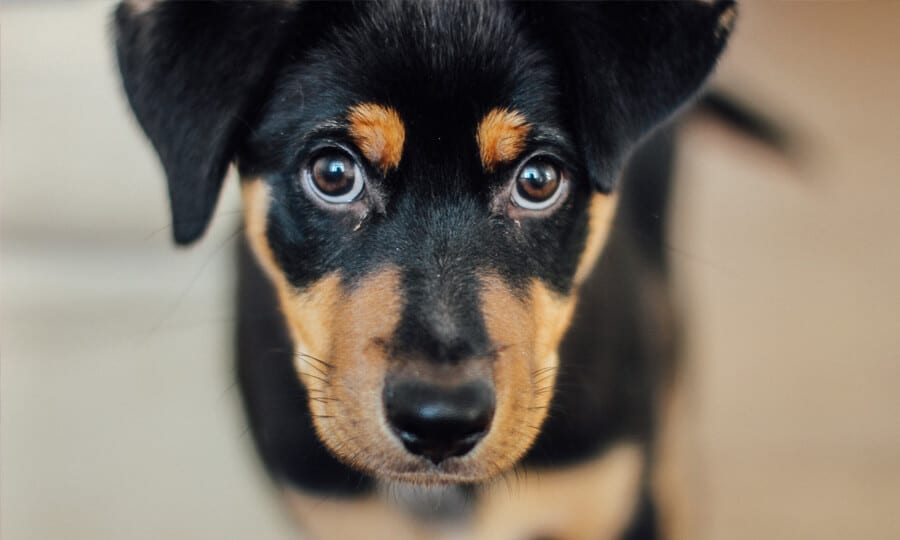 Cachorro olhando fixamente para a câmera.