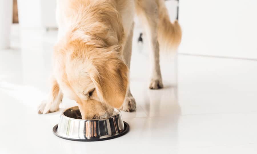 cachorro comendo ração do pote.