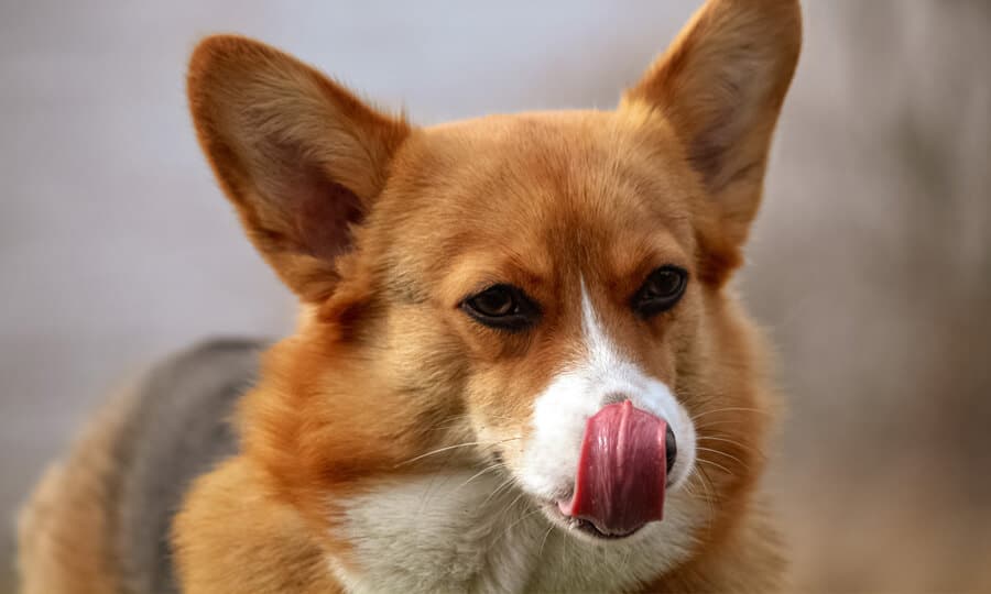 cachorro da raça corgi lambendo os beiços