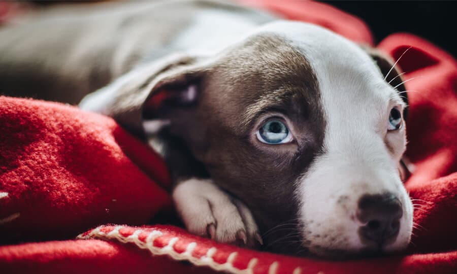 Cachorro deitado em uma mante vermelha com olhar de dó para a câmera.