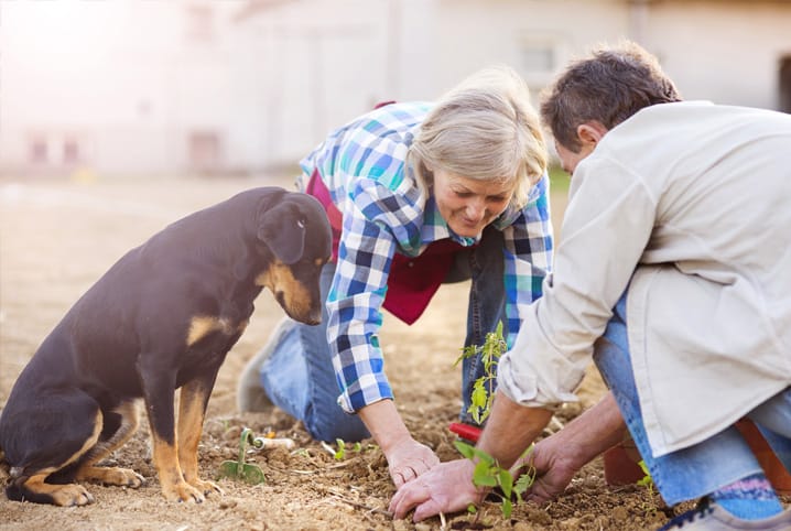 Senhoras plantando rúcula na terra.