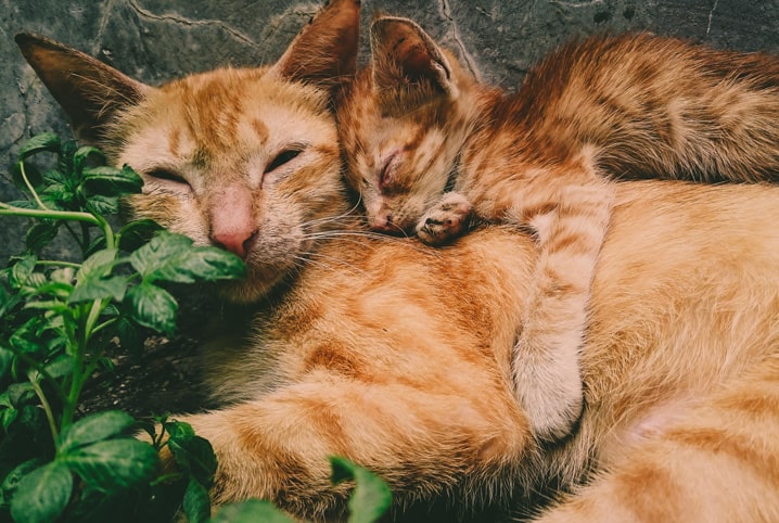 gata dormindo com seu filhote por cima