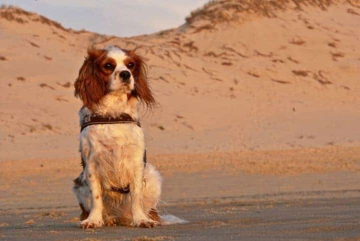 cachorro na praia vendo o por do sol.