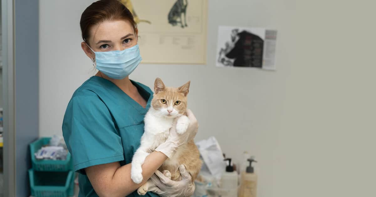 Esporotricose em gatos tem cura e posse responsável é chave para prevenção