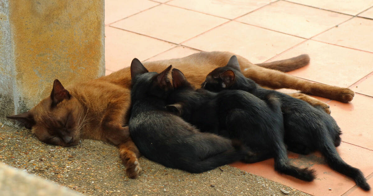 Gata com pelos marrons deitada no chão enquanto amamenta três filhotes pretos.