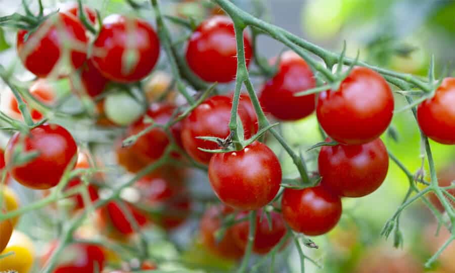 plantação de tomates.