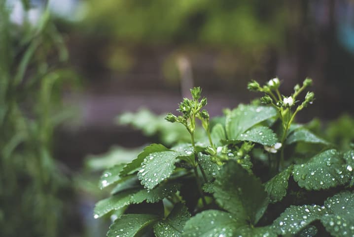 planta com gotas de água.