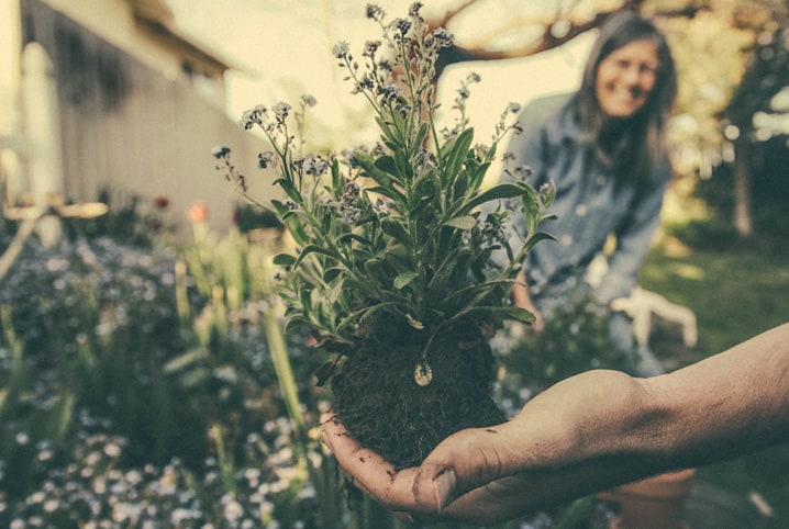 pessoas cuidando de plantas.