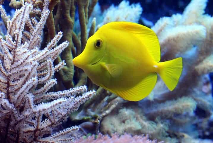 peixe amarelo perto de plantas marinhas