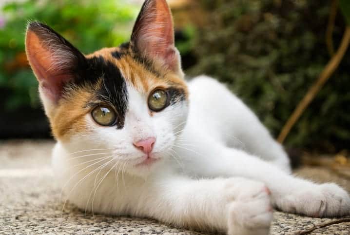 gato braco com manchas amareladas e pretas no rosto deitado