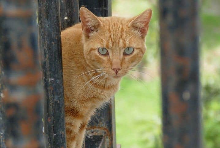 Gato laranja observando