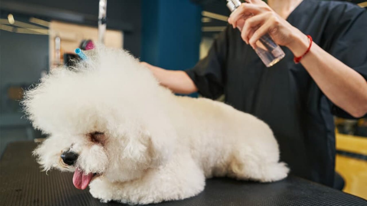 Bichon perfume shop