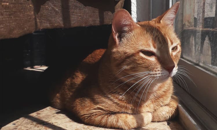 gato amarelado deitado ao sol