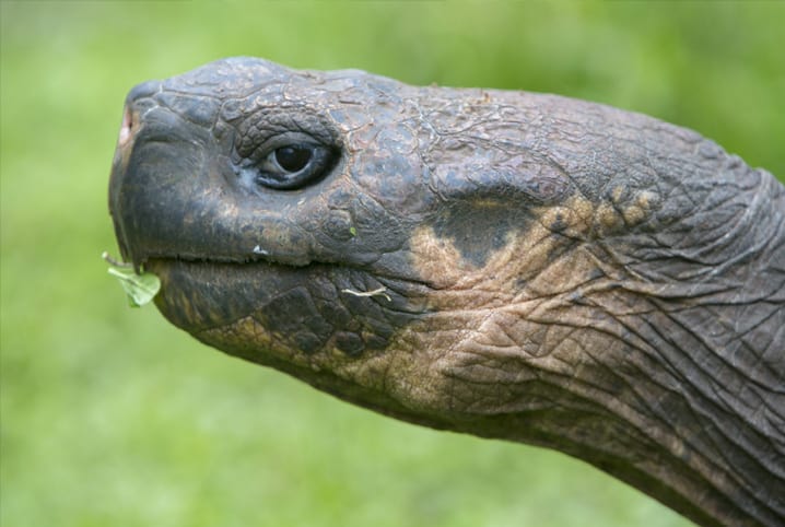 Tartaruga comendo planta. 