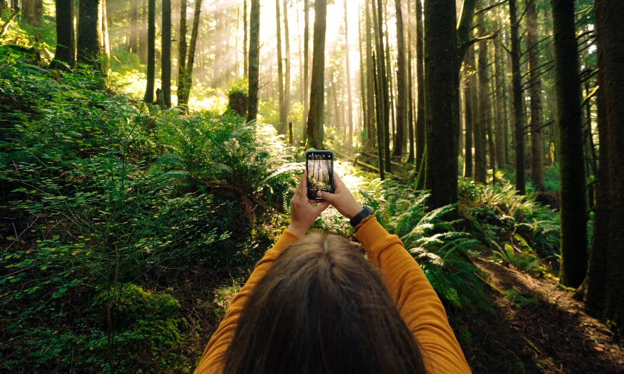 app para identificar plantas