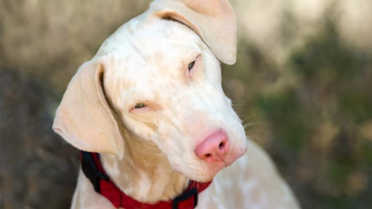 Conheça os principais cuidados com um cachorro albino