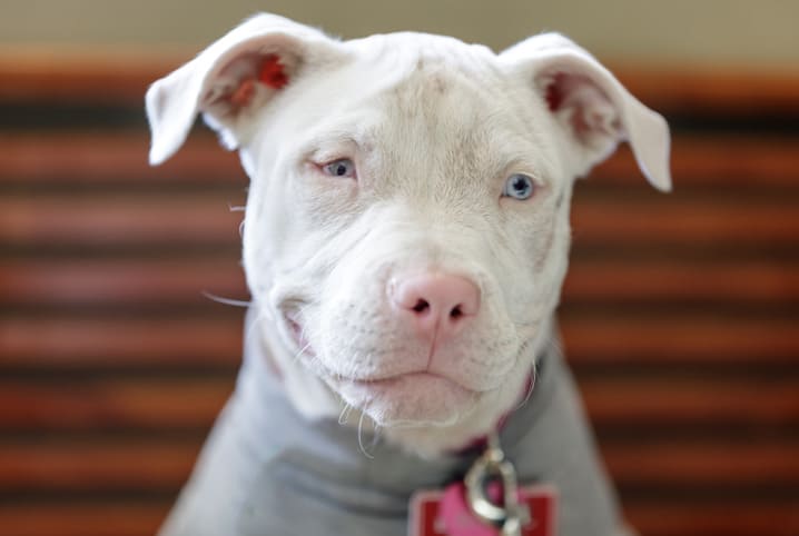 cachorro com olho branco 3