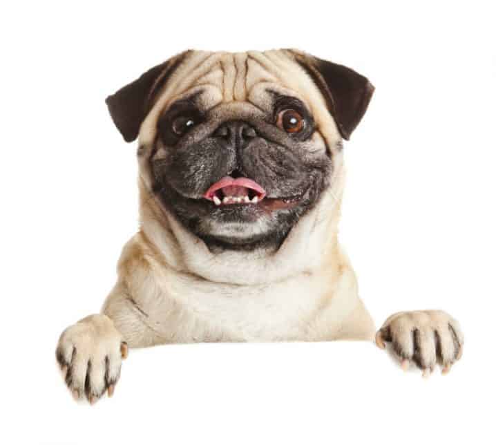 cachorro pug alegre