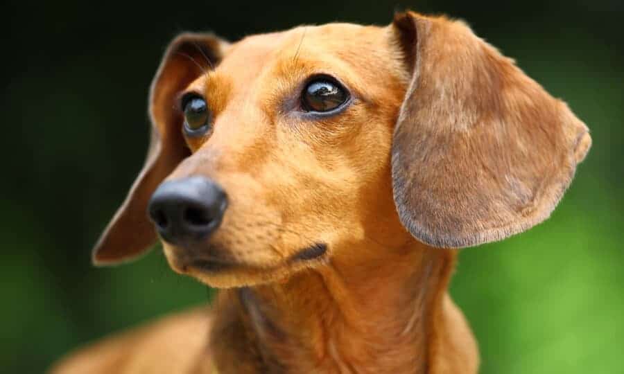 cachorro olhando para o lado.