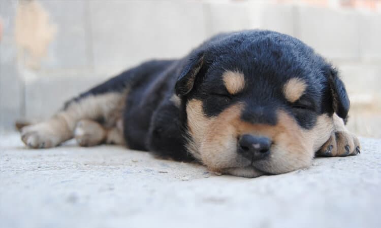 filhote de cachorro dormindo.