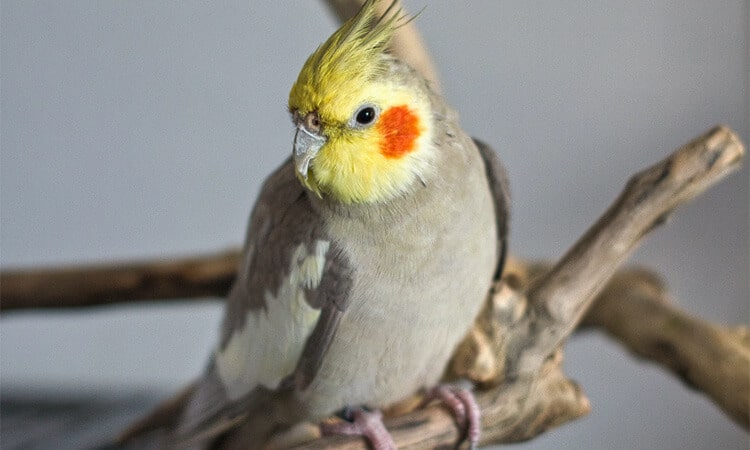 calopsita cinza em um poleiro