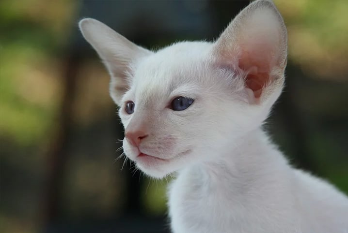 gato branco filhote.