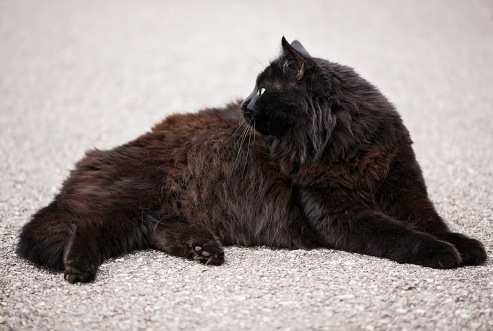 gato preto deitado.