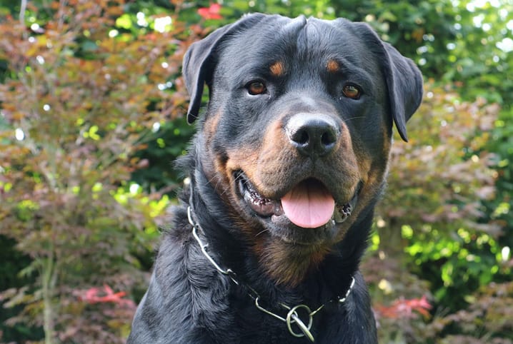 rottweiler na floresta.