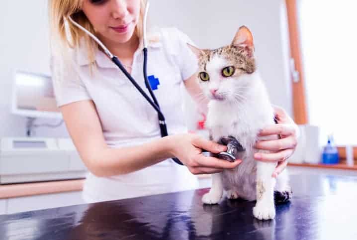 Veterinária escutando os batimentos cardíacos de um gato branco. 