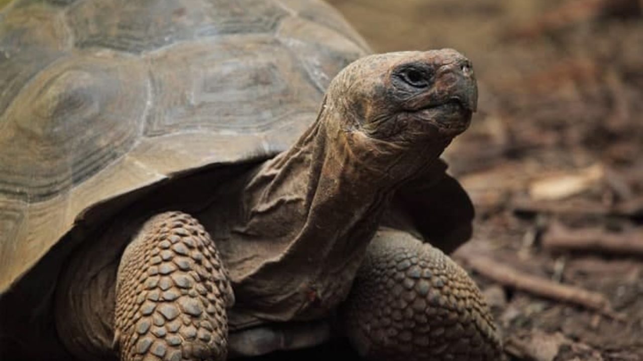 Coisa Velha - Até hoje não sei que bicho é este! Mas gostava