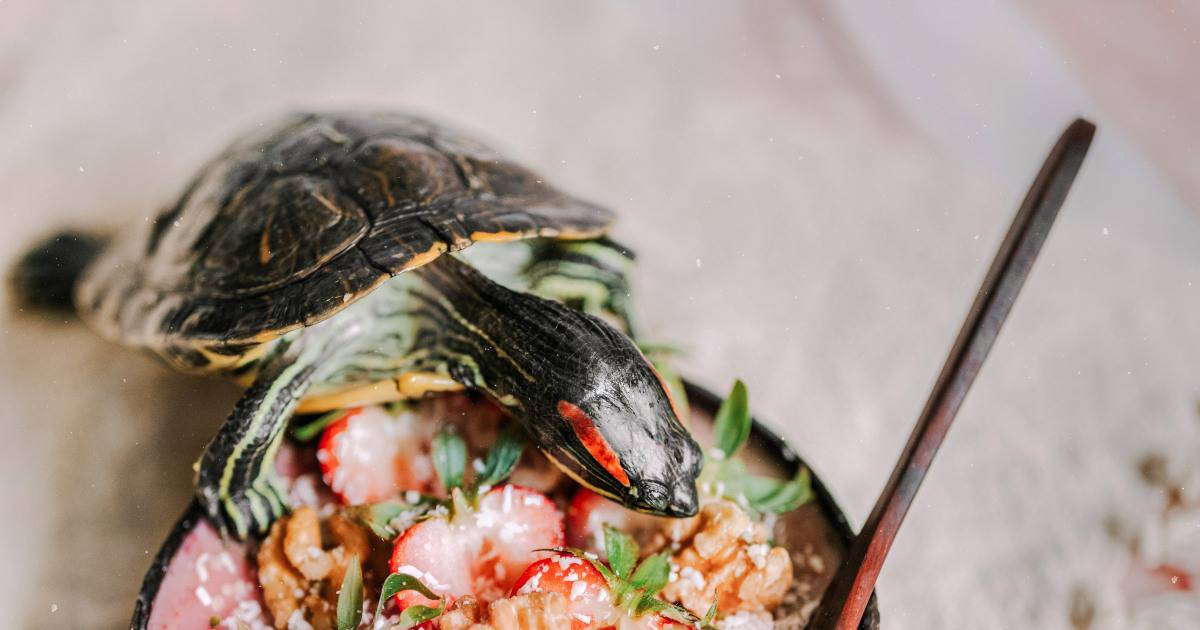 tartaruga-de-orelha-vermelha pertto de vasilha com frutas.