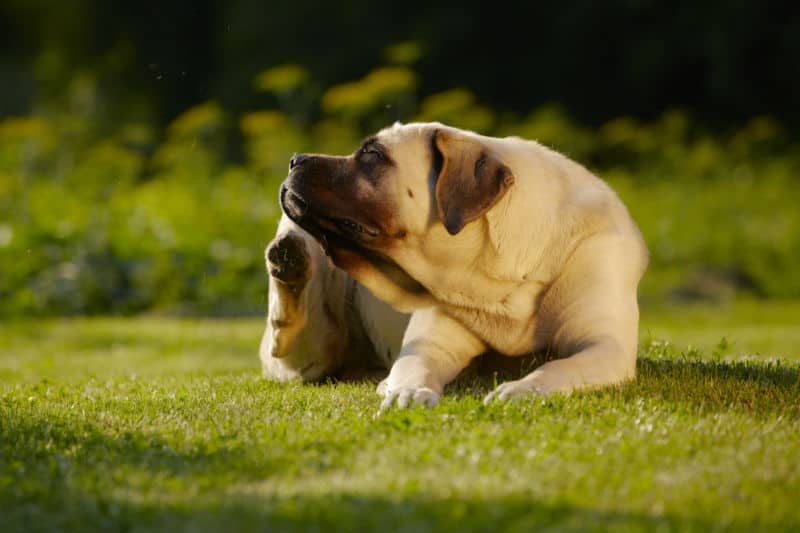 Cachorro cheirando a pata após se coçar.