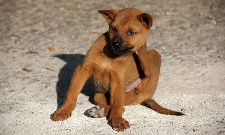 Cachorro de pelos marrons se coçando. 