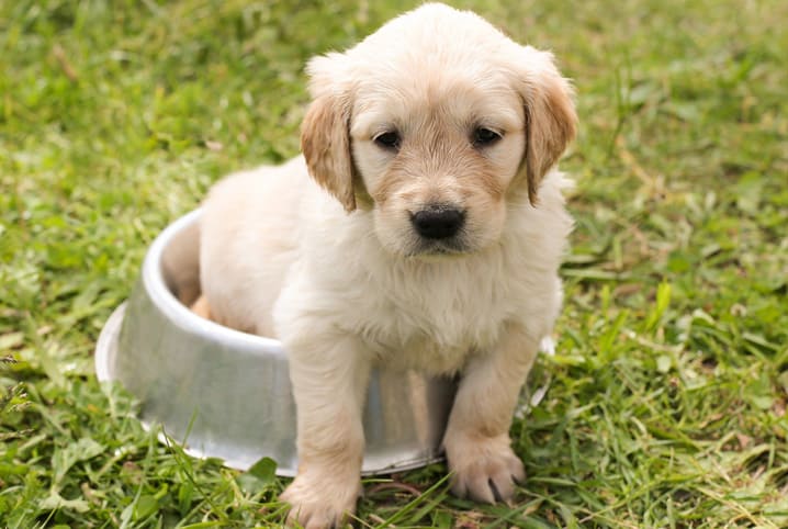 filhote de labrador sentado no comedouro.