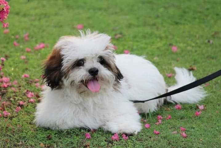 Cachorro deitado na grama.