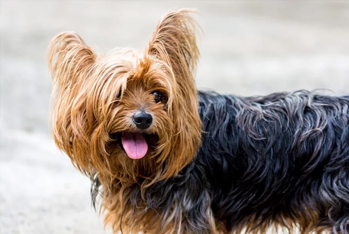 o que é um cachorro hipoalergênico conheça algumas raças petz