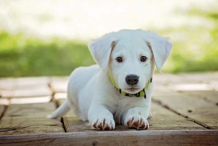 Cachorro deitado olhando para câmera