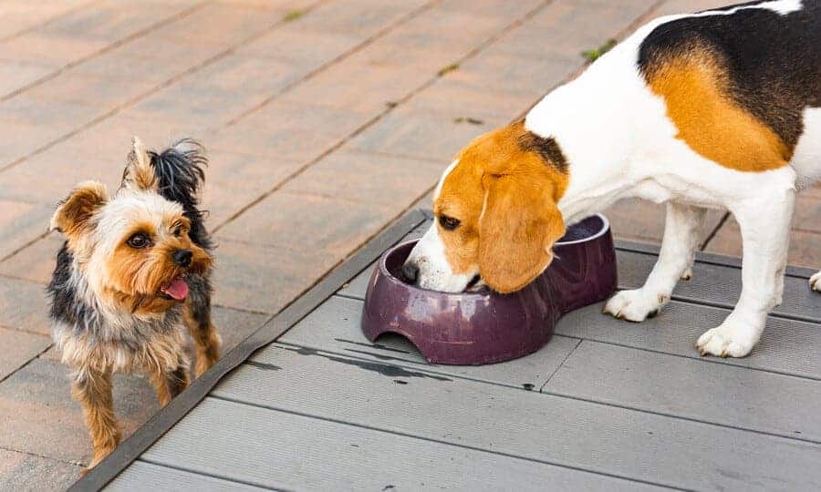 cachorro pode tomar cha de hortela 3