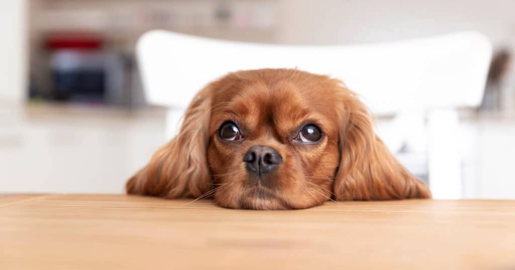 cachorro de pelagem marrom apoiando o rosto na mesa.