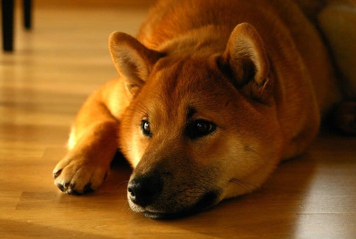 cachorro deitado no chão de madeira.