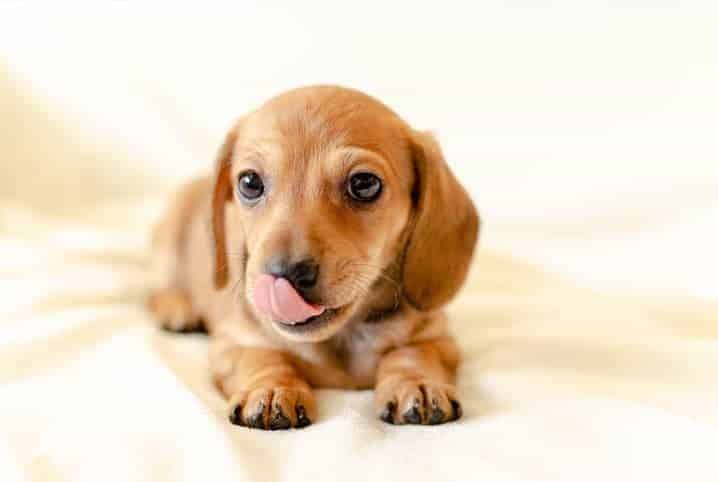 Cachorro filhote com a língua passando pelo focinho.