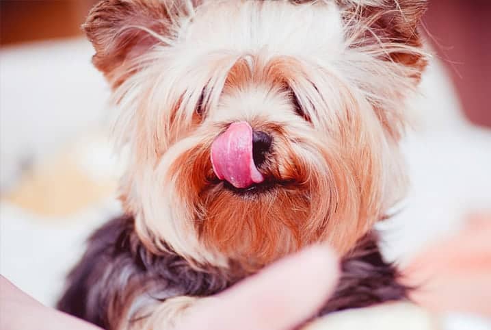 Cachorro com olhos cobertos por pelos e a língua passando pelo focinho.