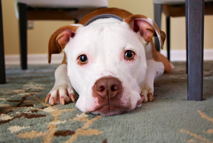 cachorro pode tomar refrigerante