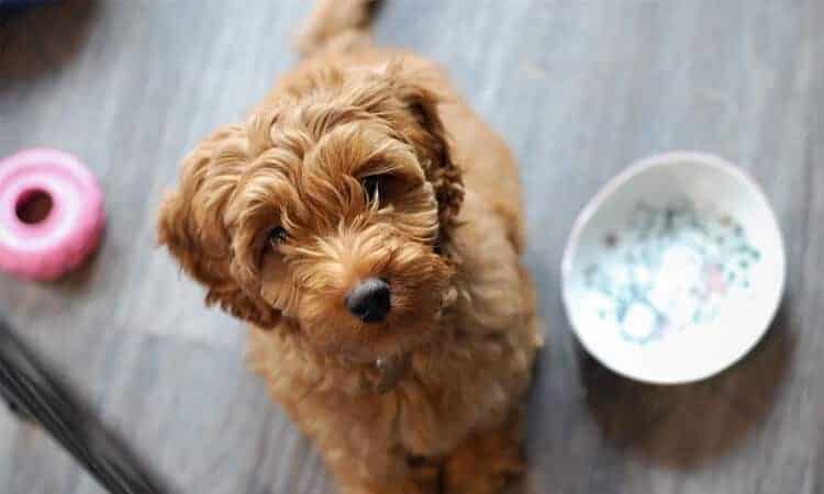 Cachorro ao lado de comedouro olhando para a câmera