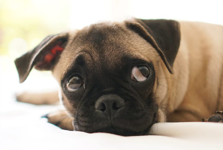 cachorro da raça pug olhando para cima.