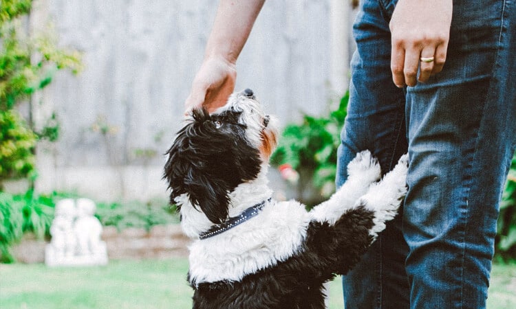 Cachorro com as patas nas pernas do tutor