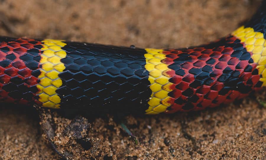 detalhe das escamas da cobra-coral.