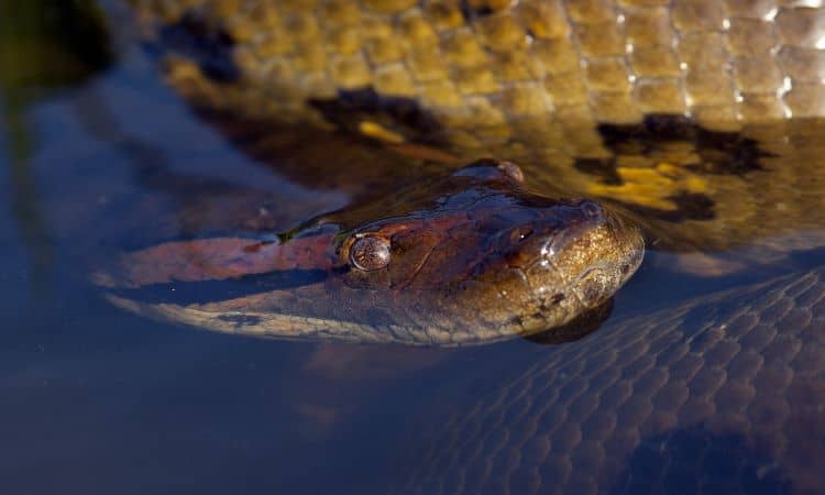 Cobra na água.